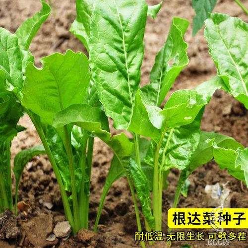 根达菜种子劈菜牛皮菜厚皮菜君达菜多次采收特色蔬菜种子农家菜籽