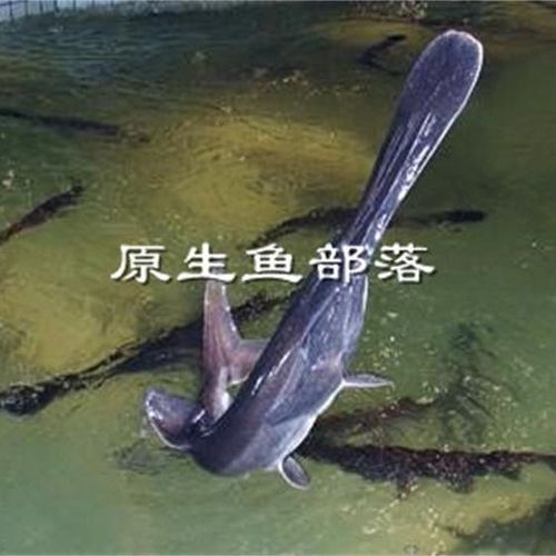 美国匙吻鲟-大量鸭嘴鱼,冷水鱼,观赏鱼