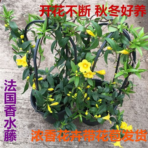 法国香水藤茉莉花风车银丝茉莉万里飘香藤双喜藤花苗盆栽庭院好养