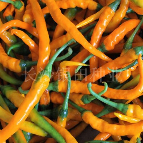 蔬菜种包邮子 辣椒种子 超辣黄线椒种子 辣椒籽庭院菜籽蔬菜种孑