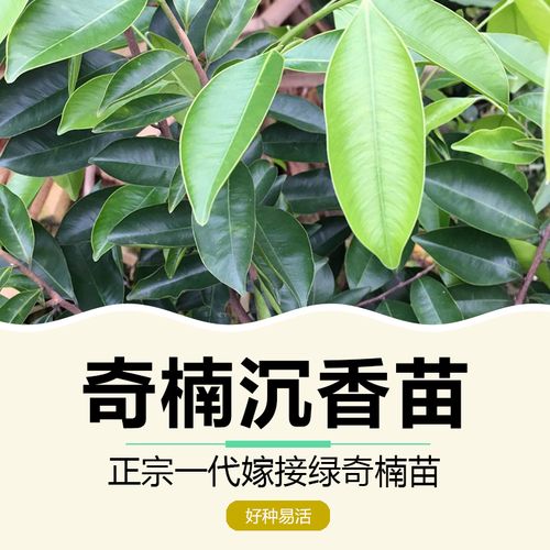 奇楠沉香树苗嫁接绿奇楠一代苗棋楠稀有名贵苗木盆栽花园庭院绿植