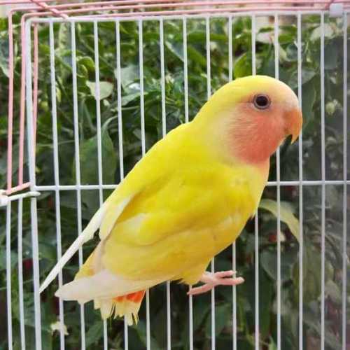 牡丹鹦鹉黄桃鹦鹉玄凤鹦鹉亲鸟宠物鸟,笼养鸟,观赏鸟