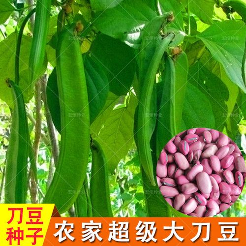 颜集卉刀豆种子大红刀豆巨型大豆角种籽巴西豆四季蔬菜爬藤菜豆角种子