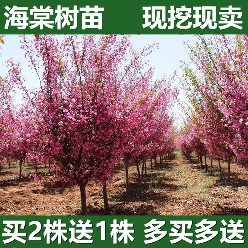 大海棠树苗垂丝海棠西府海棠花苗北美海棠苗红宝石四季庭院高杆树