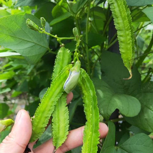 海南三亚四角豆空运5斤特惠装 四棱豆 龙豆 新鲜蔬菜现摘现发包邮