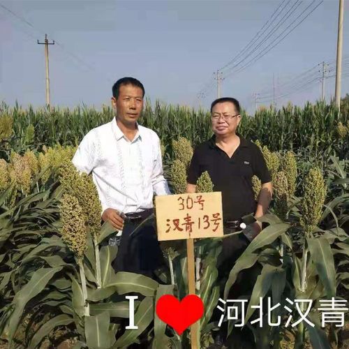 红高粱种子杂交高粱种子孑 矮生抗旱高产酿酒甜糯酿酒 春夏季播种