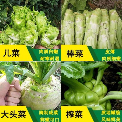 四川儿菜抱子芥菜种子榨菜大头菜棒菜腌制咸菜春秋季农家蔬菜种籽