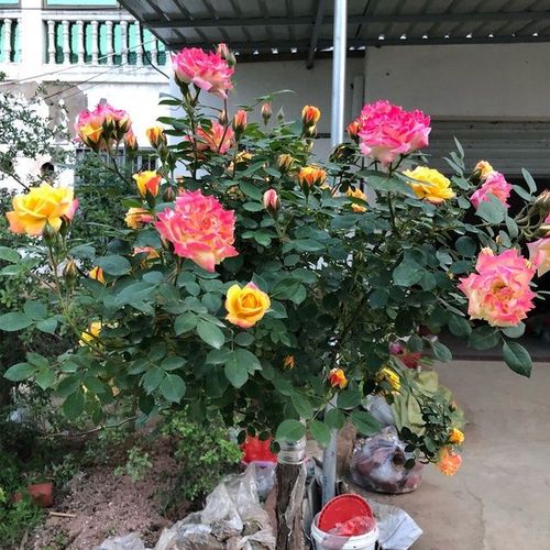 藤彩虹树月棒棒糖树桩 树状月季庭院景观花卉多季开花