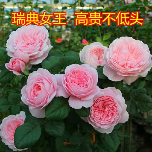 瑞典女王月季花苗灌木月季丰花四季开花阳台庭院花卉盆栽玫瑰花苗