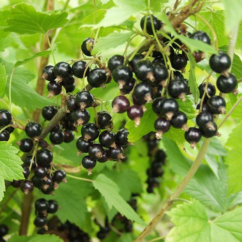 黑加仑树苗 落晚先生一加仑规格家庭花园阳台露台盆栽浆果 水果苗