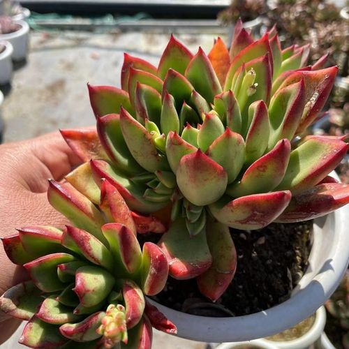 【罗杰安娜】整桩老桩稀有多肉品种东云系花卉盆栽绿植好养易活