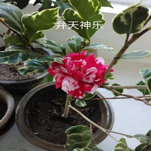 壮苗弁天神乐茶花盆栽金边山茶花典藏花卉庭院植物精品茶花原生扦