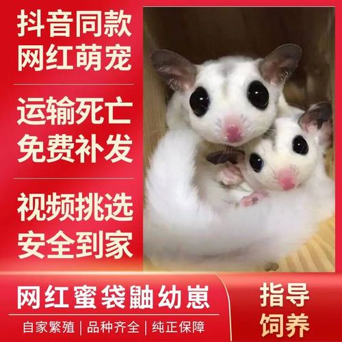 宠物蜜袋鼯白脸公白脸母马赛克纯白预售白脸公700母900马赛克预定