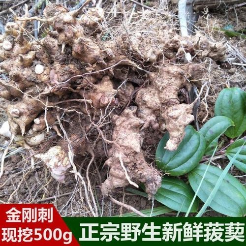野生菝葜 新鲜金刚头 铁菱角中草药金刚刺乌鱼刺冷饭头铁刺苓500g
