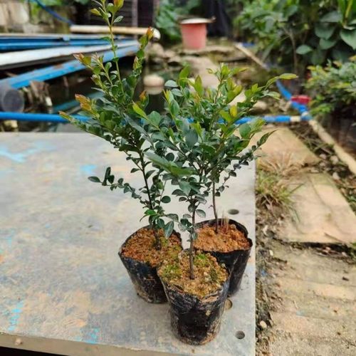 正宗黑骨茶盆景树苗花卉盆栽黑骨茶树桩四季常青耐寒绿植室内盆栽