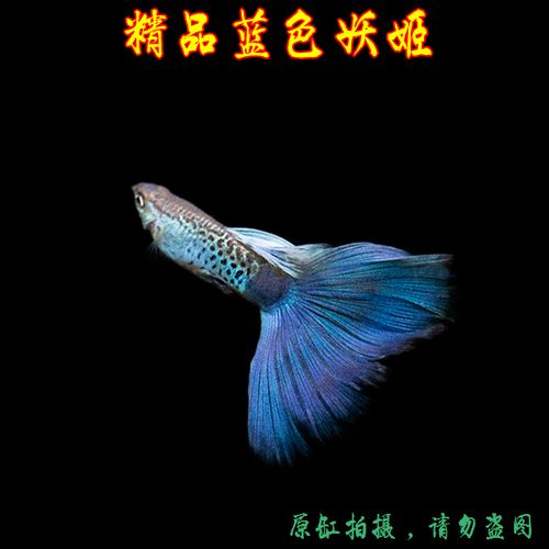 热带鱼孔雀鱼精品蓝色妖姬孔雀鱼活体凤尾鱼淡水鱼