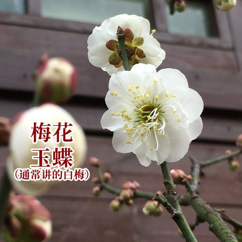 玉蝶冰清玉洁不含盆庭院地栽重瓣c盆景清香梅花白梅花