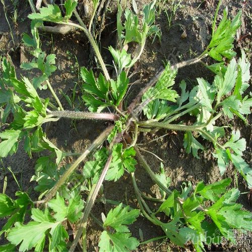 山辣椒中草药野生毛茛茴茴蒜起泡菜红梗毛莨有茸毛鸭脚板芹毒芹
