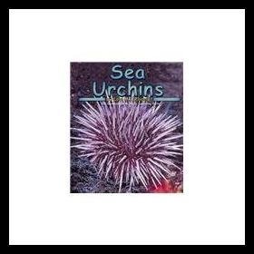 【预售】sea urchins