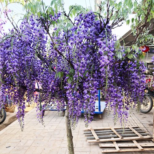 日本多花紫藤花苗盆栽藤本爬藤植物紫水晶浓香紫藤树苗盆景