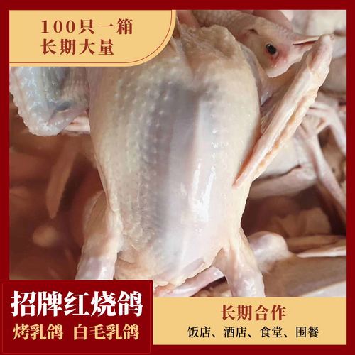 乳鸽新鲜鸽子5到9两小鸽白鸽小乳鸽子肉bb鸽子肉白条鸽子新鲜现杀