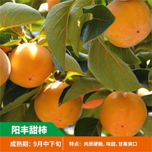 阳丰甜柿苗活苗南北方庭院地栽盆栽种植嫁接柿子树大树当年结果