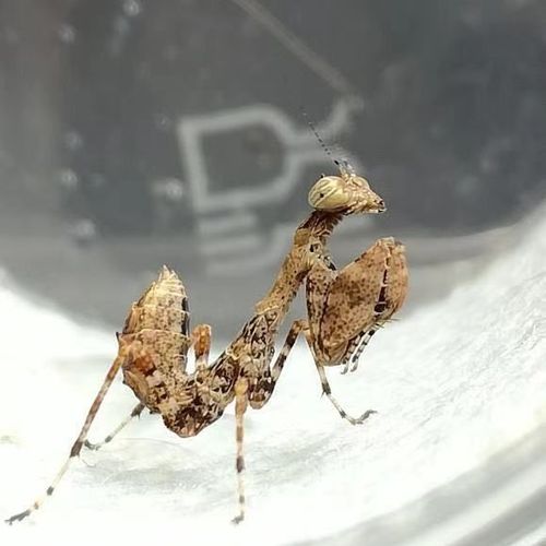 广斧螳螂活体宠物螳螂幽灵螳螂螳螂宠物螳螂螳螂 日本姬螳4龄(2厘米)