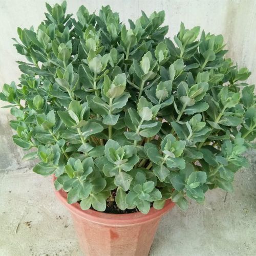 多肉植物花 八宝景天家用花卉苗红叶景天阳台草盆栽地栽好养 趣味