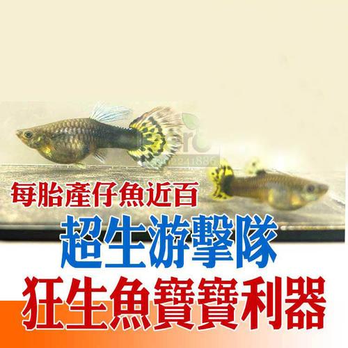 孔雀鱼活体 怀孕母鱼活体大肚子 孕母种鱼纯种孕母临产生小鱼包邮