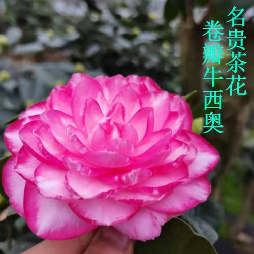卷瓣牛西奥品种茶花稀有名贵木本阳台庭院茶花盆景巨型花美观