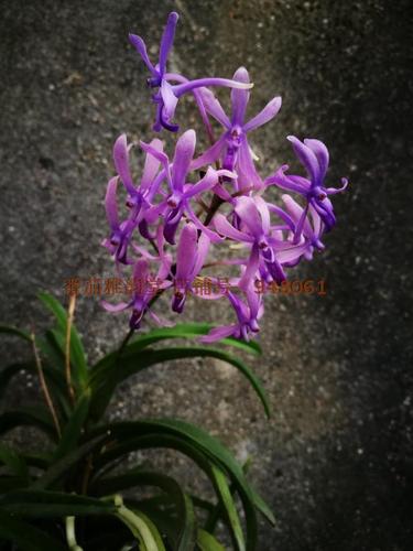 neostylis lou sneary "blue bird"蓝色飞鸟 风兰 兰花 洋兰