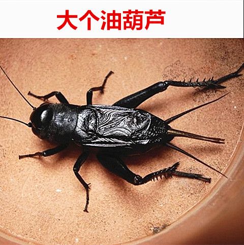 大个油葫芦活体 冬虫鸣虫老人听叫观赏鸣虫野生油葫芦