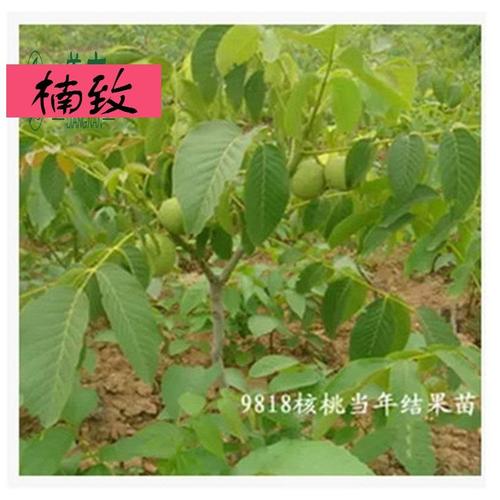 庭院盆栽核桃树苗核桃苗嫁接苗 核桃当年结果苗 9818 10年苗结果多多