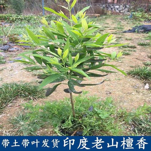 印度檀香树基地直销檀香树苗 珍稀植物老山檀香树树苗带叶发货