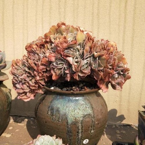 高沙之翁舞会红裙婚纱法国皇后包菜缀化多肉植物系列窗口防辐射绿