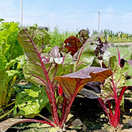 红叶甜菜种子红梗甜菜种子根达菜籽四季蔬菜种子阳台庭院盆栽菜籽