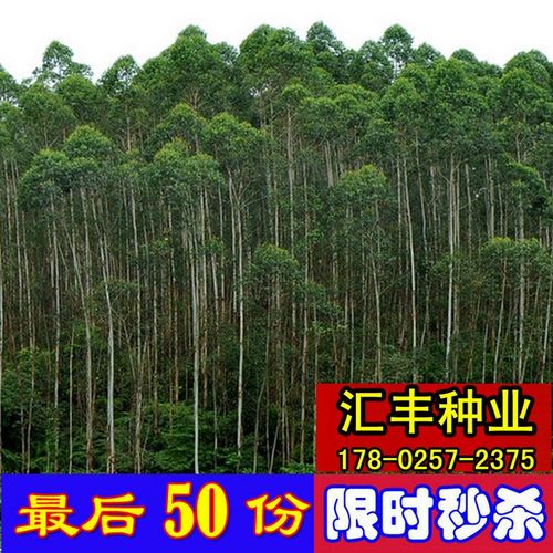 26号桉树种子尾叶巨桉蓝桉杏仁桉澳大利亚大小叶桉 速生桉树韦赤
