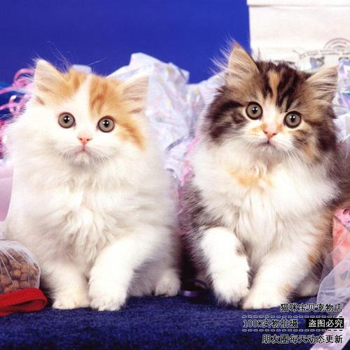 热卖黑白奶牛猫长毛狸花猫森林猫纯种山东临清狮子猫三花猫宠物猫