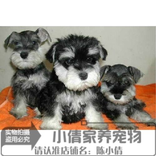 活体纯种雪纳瑞犬小狗幼犬椒盐色白胡子老头黑银色公母12q