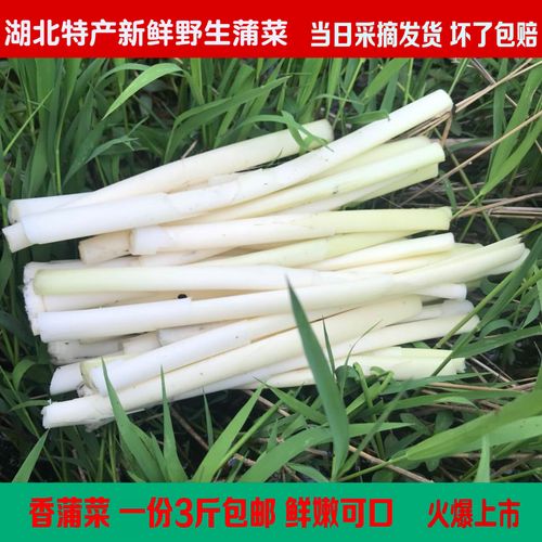湖北特产新鲜蒲菜时令野生蔬菜 白蒲笋菜香蒲菜野茭白蒲儿菜3斤装