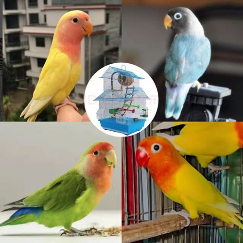 牡丹鹦鹉活体爱情鸟绿小太阳活物说话鸟鹦鹉鸟彩色鸟活体黄桃绿桃黄金