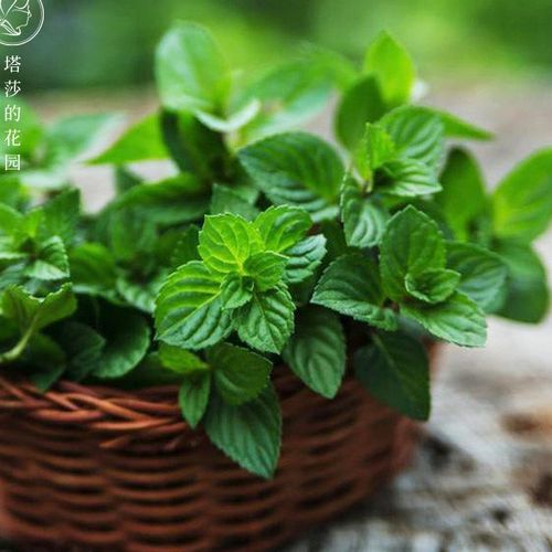 塔莎的花园 薄荷盆栽植物猫薄荷巧克力薄荷柠檬薄荷观叶植物盆栽