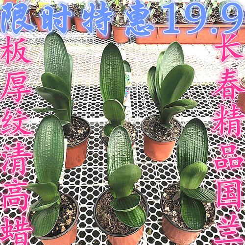 长春新款黑金刚君子兰国兰立板麻脸油匠蜡膜花脸阳台花卉盆栽小苗