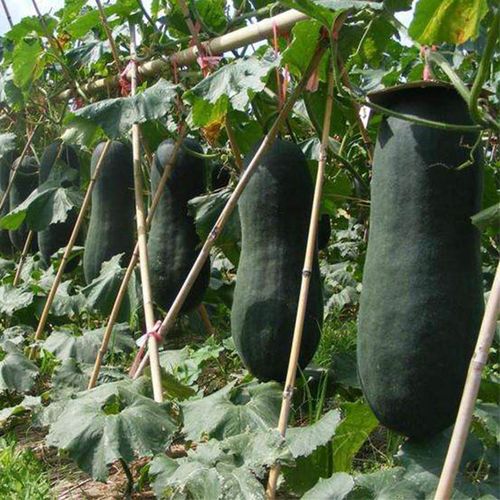 蔬果植物 蔬菜种子新品种广东青皮冬瓜种子出芽率高家庭原包装