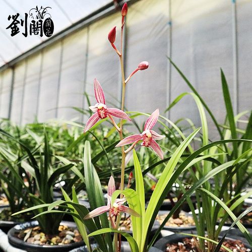 日本带盆栽好兰花苗建兰市长红现带花f苞出售矮种兰草办公室花