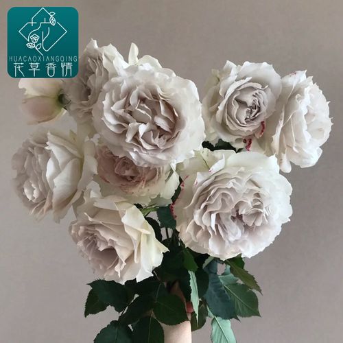 新品日月河本纯子莎菲天使阳台庭院切花月季花苗四季花卉盆栽植物