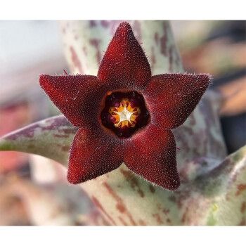 姬龙角群生萝藦科开花奇异多肉植物组合室内盆栽花卉绿植萌套餐 紫