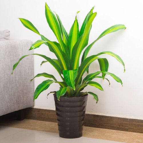 金边巴西铁盆栽室内客厅绿植花卉也门铁巴西木清新空气植物