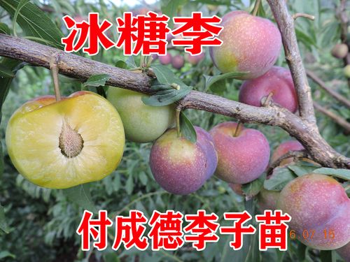 冰糖李  南北方种植新品种四川眉山付成德嫁接脱骨脆甜李子果树苗