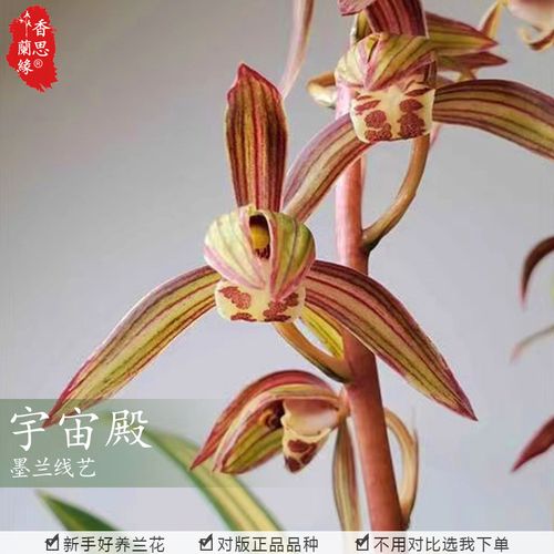 香思兰缘墨兰宇宙殿老品种花艺双全宽叶绿植好养易活兰花苗盆栽